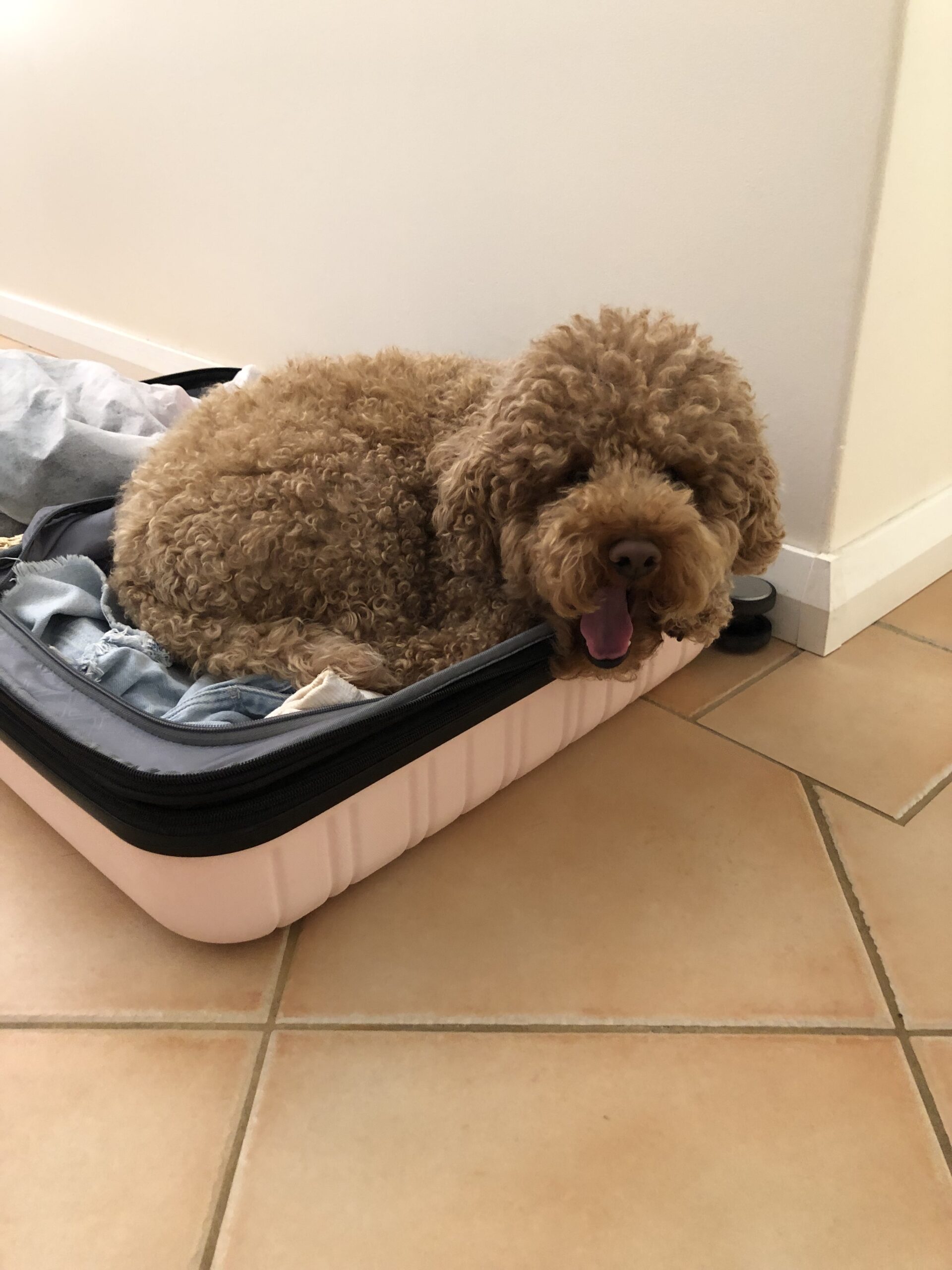 Read more about the article Tail Waggers