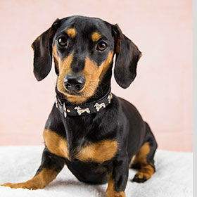 Read more about the article Sausage Boy Denzel