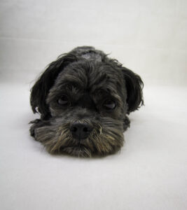 Read more about the article Up Close and Pawsenol