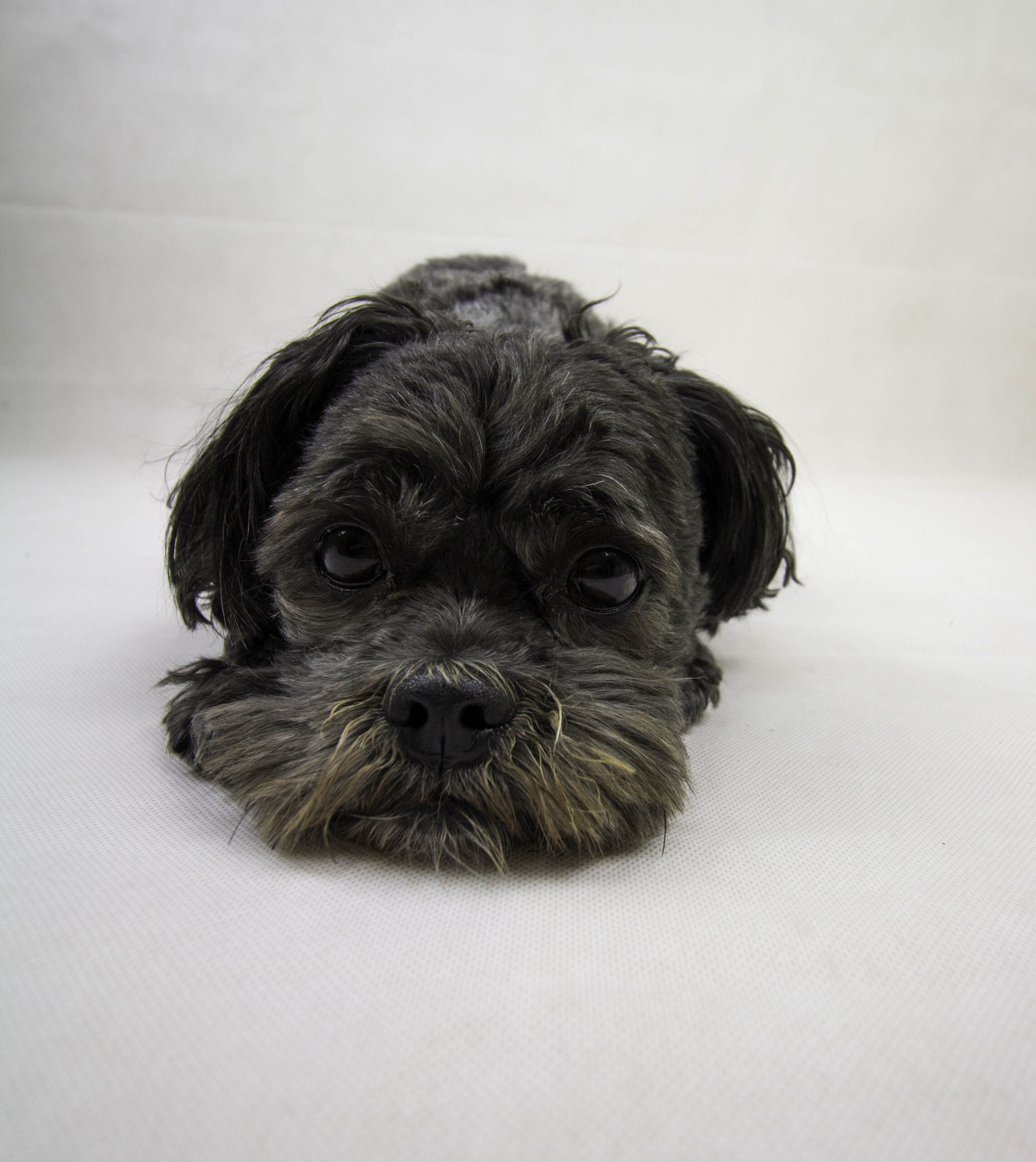 Read more about the article Up Close and Pawsenol
