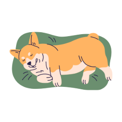 sleeping corgie